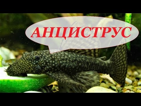Aquarium fish Ancistrus, ancistrus content, breeding, care, types. Catfish sucker.
