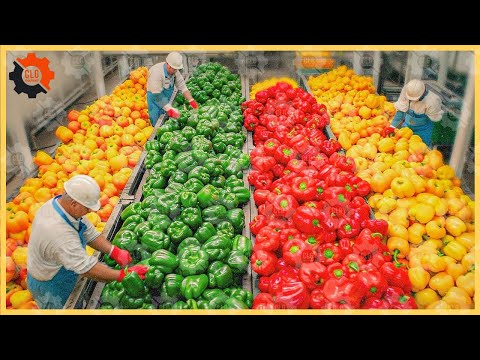 700 Food Industry Machines That Are At Another Level ▶17