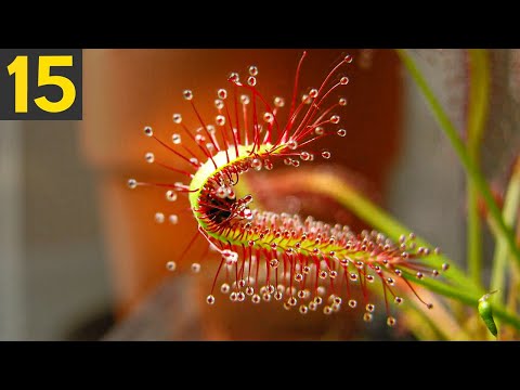 15 STRANGE Types of Plants