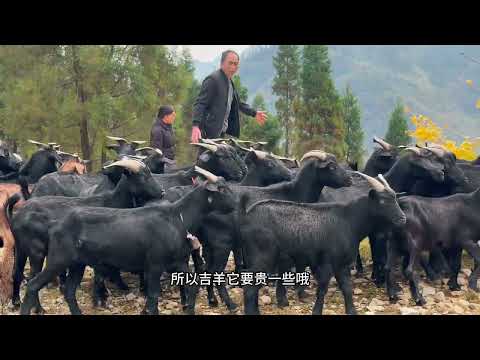 A woman from Zhejiang married a man from Guizhou. Her daughter wanted to send things to her paren...