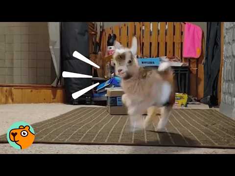 Tiny Goat Jumps Around the House And Makes Everyone Smile | Cuddle Buddies