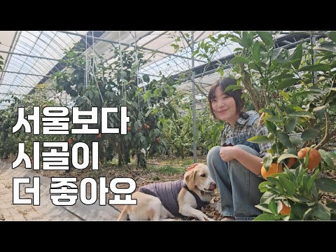 20대 여자 청년농부가 제주도가 아닌 충남 논산에서 천혜향 농사짓는 이유는?