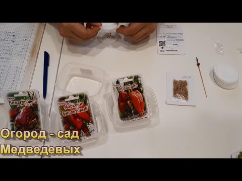 Простой способ дезинфекции семян томатов, перцев и баклажан