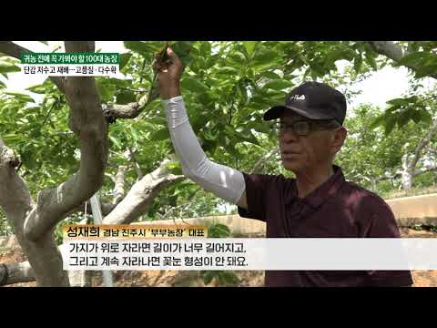 [귀농 전에 꼭 가봐야 할 100대 농장] 단감 명인의 비법은?