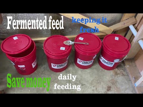 Fermented feed daily
