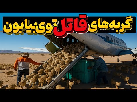 اونا هزاران گربه ی قاتل دست آموز رو بدون آب توی بیابون رها کردن ولی نتیجه همه رو شوکه کرد!