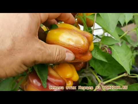 Полный ОБЗОР Сладких Сортов ПЕРЦА сайта ПОМИДОМ.РУ POMIDOM.RU характеристики описание урожайность!