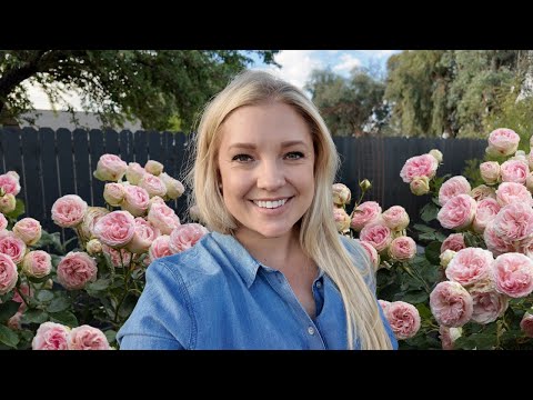 Planting My FAVORITE Rose! The Gorgeous Eden Climber 🥰