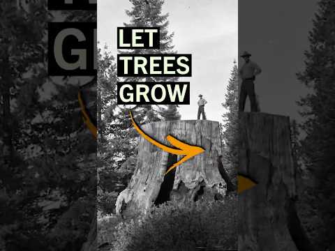 the simple logging fix to help the climate