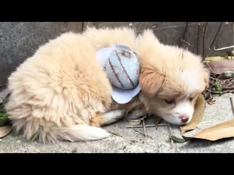 The sick puppy still carries his owner's bag, but he knows: No Home Anymore