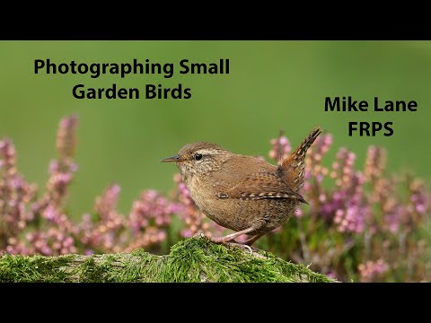 Photographing Small Garden Birds