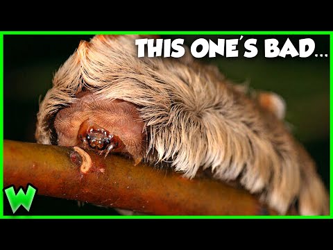 The Worst Stings in the US Ranked