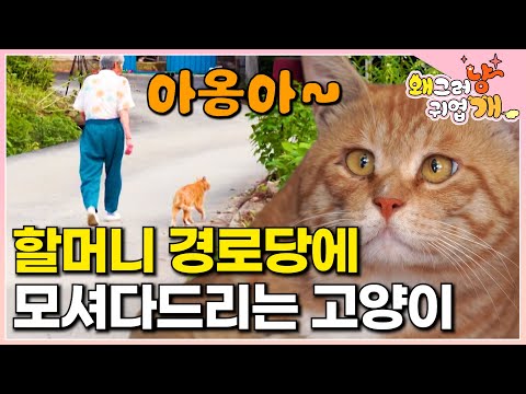 노부부와 사는 시골 고양이 아옹이! 몸은 약하게 태어났지만 할머니 경로당 가는 길 보디가드해주는 기특한 고양이┃#왜그러냥귀엽개