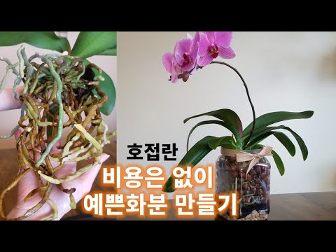 돈을 들이지 않는 호접란 화분 / 겨울에도 분갈이를  해야만 하는 이유