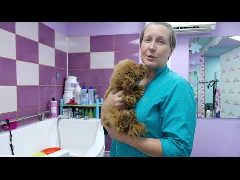 Правила ухода за щенками собак длиношерстных пород.Содержание, груминг.Руководство пользователя.