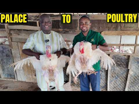 From Palace to Poultry: The Chief Who Farms Turkeys