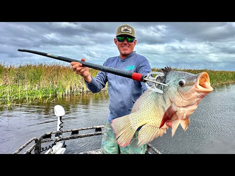 World Record size Tilapia with a Throw Spear! (Extreme Catch & Cook)