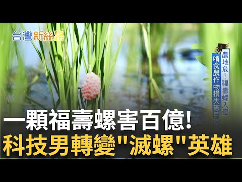 還記得福壽螺嗎? 農業公敵是如何被消滅的? 滅絕率超過九成! 矽谷新貴成福壽螺剋星│【台灣新思路】20250724｜三立iNEWS