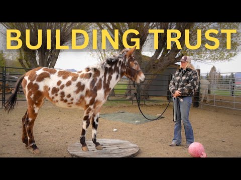 TRAINING a Young MULE: Haltering & SCARY OBJECTS