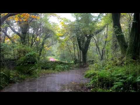 The sound of rain in the forest / heavy rain is good for lullabies and relaxation, meditation