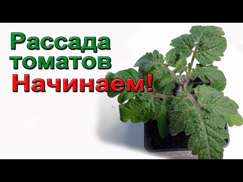 Рассада томатов. Начинаем