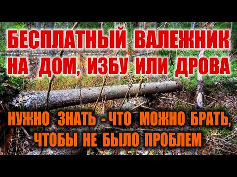 ИЗБА В ЛЕСУ ИЗ ВАЛЕЖНИКА И ЗАГОТОВКА ДРОВ. Бесплатные дрова БЕЗ ШТРАФА. Валежник, сухостой, бурелом.