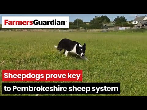 Man's best friend: Sheepdogs prove key to Pembrokeshire sheep system