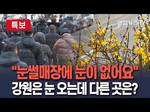 [🔴특보] 갑차기스러운데 한겨울에 개나리 만개해도 될까?…'겨울의 절정' 동지 앞두고 날씨가 미쳤어요 / 연합뉴스TV(YonhapnewsTV)