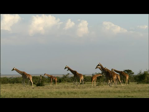Giraffe | Weird Animal Searches | BBC Studios
