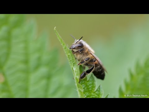 Biene, Hornisse und noch ein paar Flieger und Hüpfer
