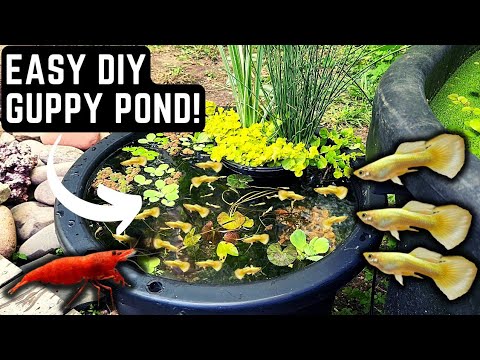 HOW TO BUILD AN EASY DIY GUPPY POND! (STEP BY STEP TUTORIAL)