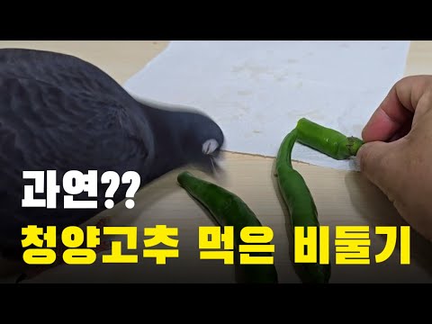 I tried feeding green chili peppers to pigeons.