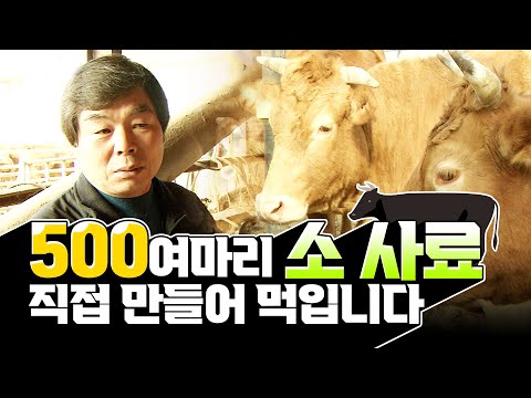비싼 소 사료값 대신 총체보리와 각종 부산물로 자가사료 만드는 방법! #한우 #소 #힘내라한국농업 [2008]