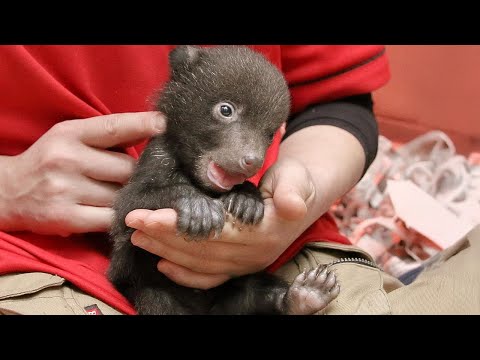 Cute Wild Baby Animal Moments You Should See! 🤣 Funniest ANIMALS Video