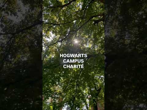 ✨ 🧙♂️ Hogwarts Campus Charité #shorts #magic