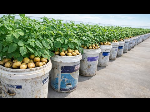 Container Potato Growing Method With Big Tubers and High Yields