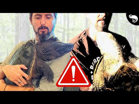 Snapping Turtles Are NOT The Monsters We Thought. We're Just Handling Them Wrong!