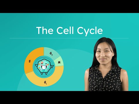 The Cell Cycle - Explore the Phases of the Cell Cycle