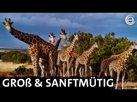 Giraffen ‒ Die Riesen mit den sanften Augen | Erlebnis Erde