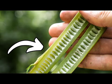 Foraging America's juiciest wild vegetable