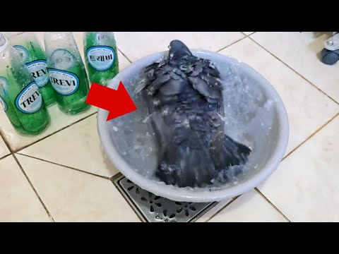 I tried giving carbonated water to pigeons lol