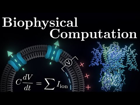 The Core Equation Of Neuroscience