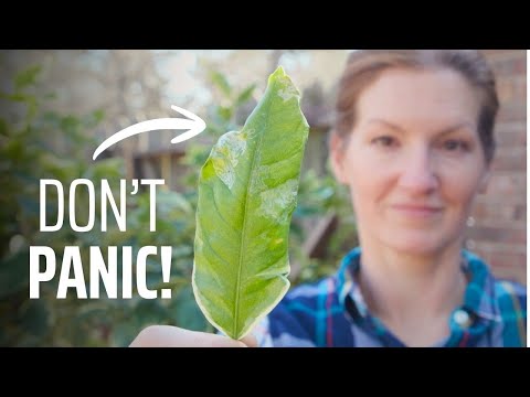 Curled Citrus Leaves Don’t Mean Disaster—Here’s Why