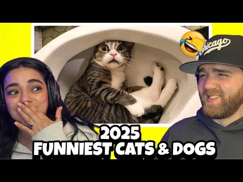 Funniest Cats and Dogs 2025 | TRY NOT TO LAUGH CHALLENGE | These vids are killing us!! (REACTION)