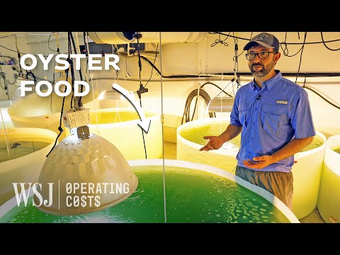 What It Takes to Grow Four Million Oysters From 1.5 Billion Larvae | WSJ Operating Costs