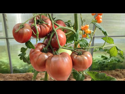 COLLECTIBLE TOMATOES FOR GREENHOUSES. 2025.
