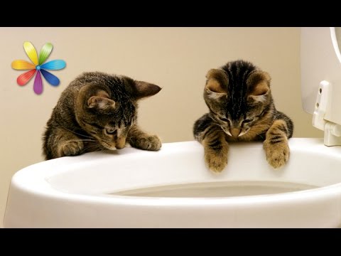 Как приучить кота к унитазу? – Все буде добре. Выпуск 690 от 20.10.15