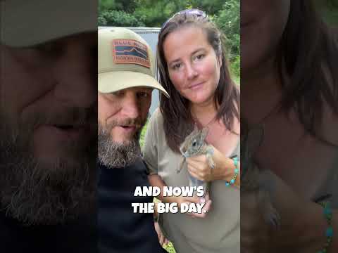 How To Prepare Baby Rabbit