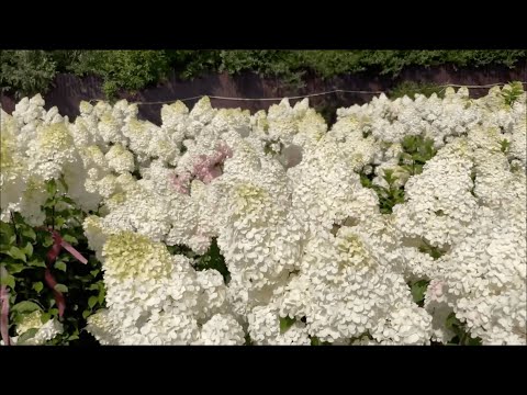 Woody cuttings of Hydrangea paniculata Grandiflora by nurseryman Alexey Oleynik