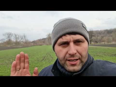 Який ефект дає боронування посівів